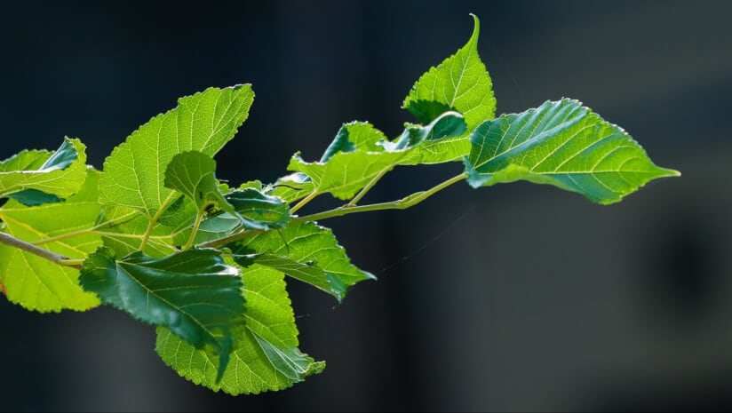 Reducose: Expanding the science from metabolic health to energy, weight and sleep