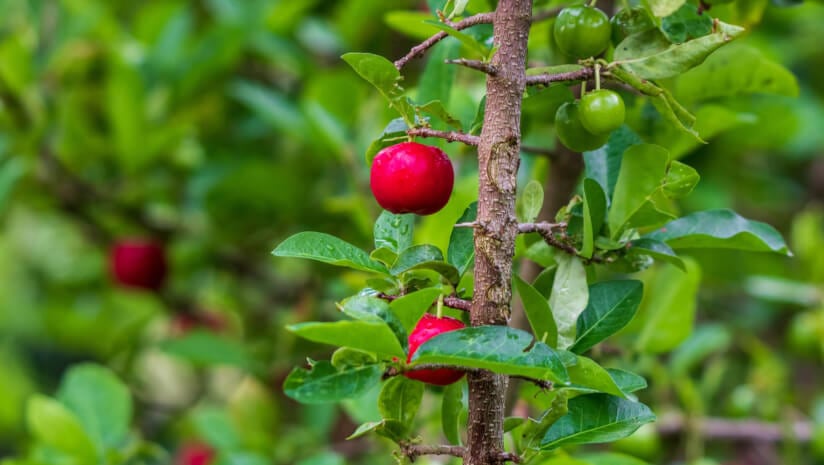 New methods target acerola adulteration