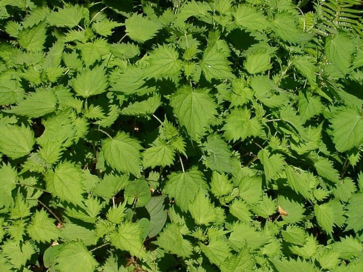 Urtica-plant-extract-may-improve-skin-UV-induced-aging-signs_wrbm_large.jpg