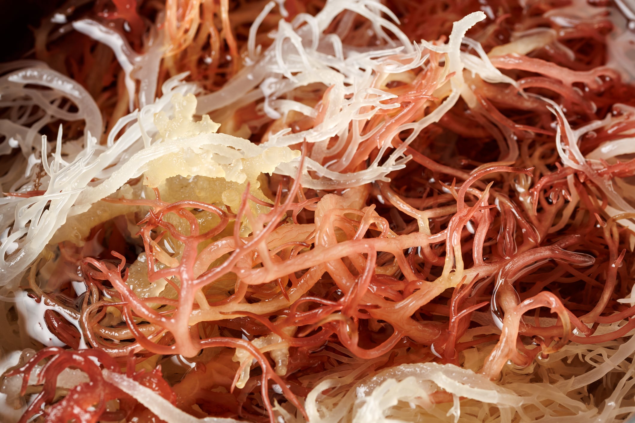 Sea Moss, Irish wild-harvested seaweed