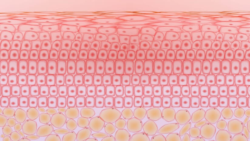 Skin tissue cells and fat tissue cells ,dermis and adipocytes illustration