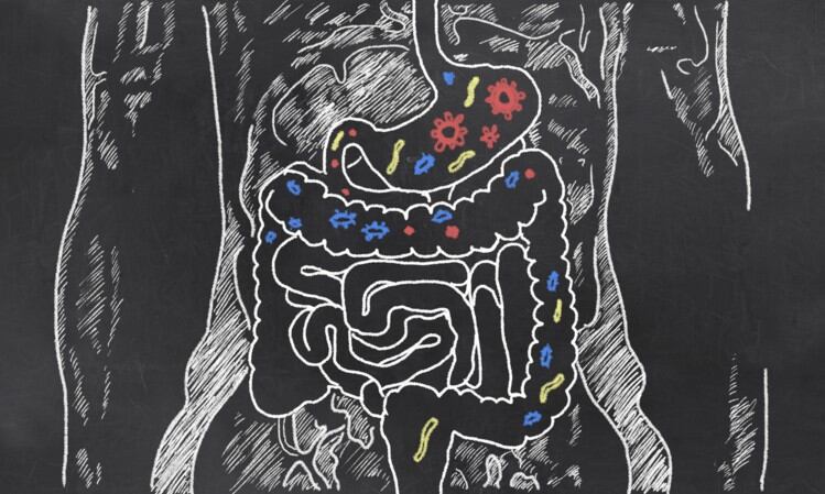 Microbiota and pregnancy: Short-chain fatty acid fermentation linked to reduced risk of complications - Australian study