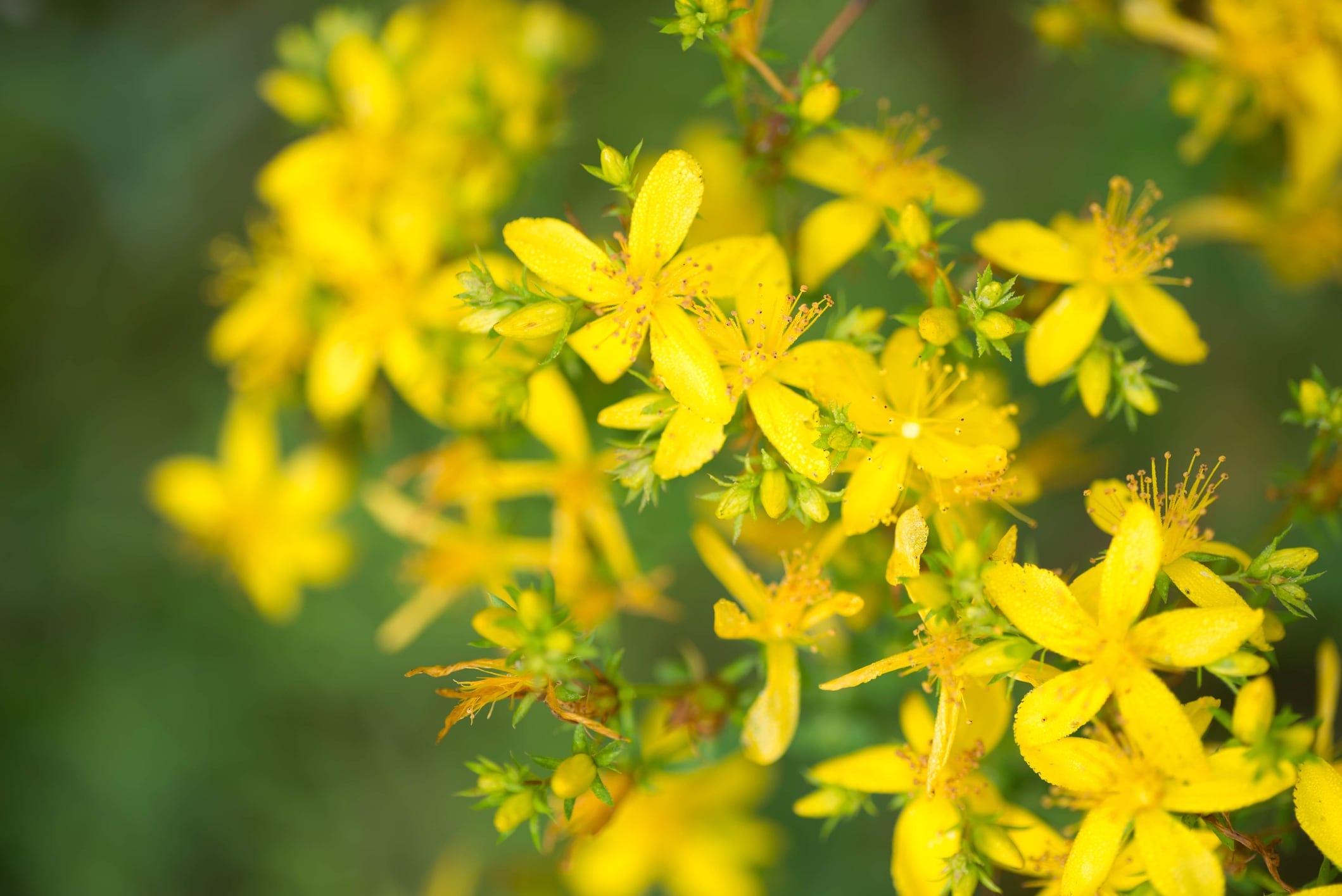 RCT supports efficacy of St John’s wort for postmenopausal symptoms and depression