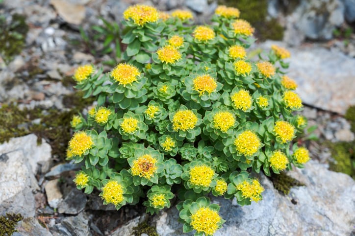 Rhodiola’s addition to endangered species list sounds note of caution for supply of popular botanical