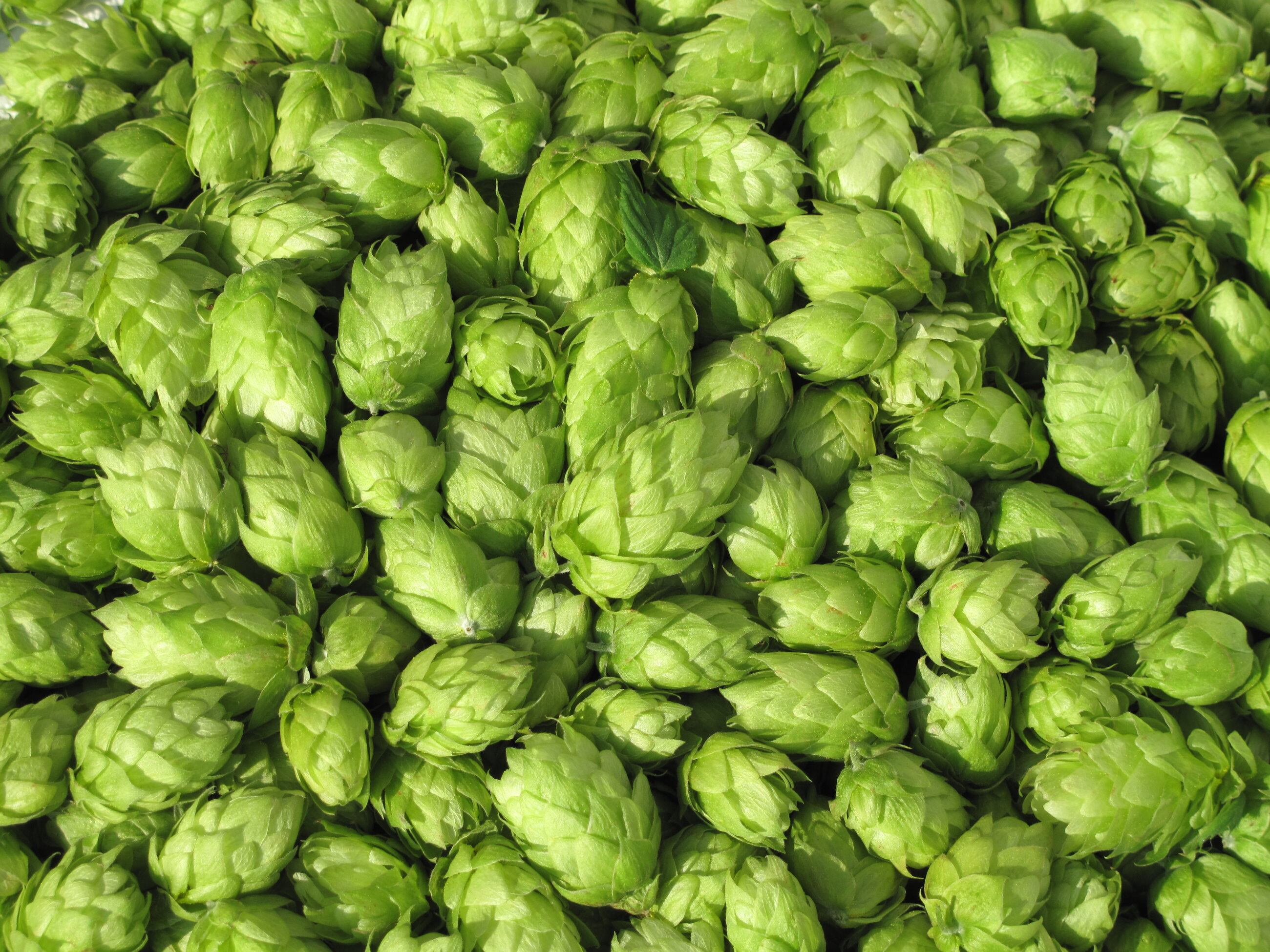 Hops-C-Getty-Images-BasieB.jpg