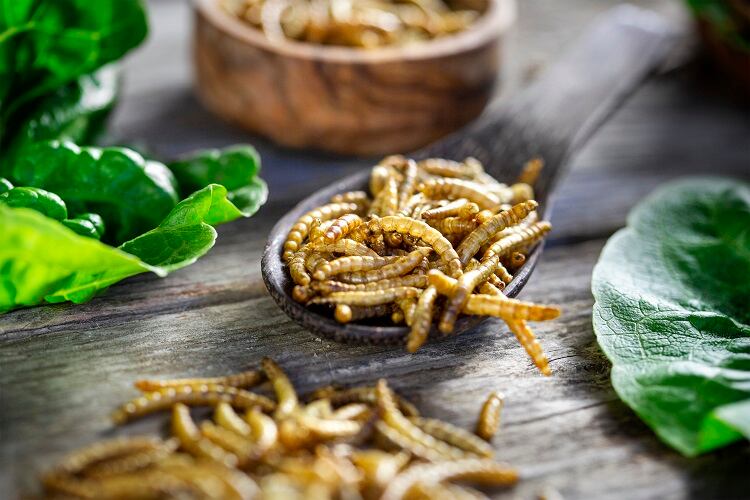 Disgust still poses major barrier to adoption of insect protein