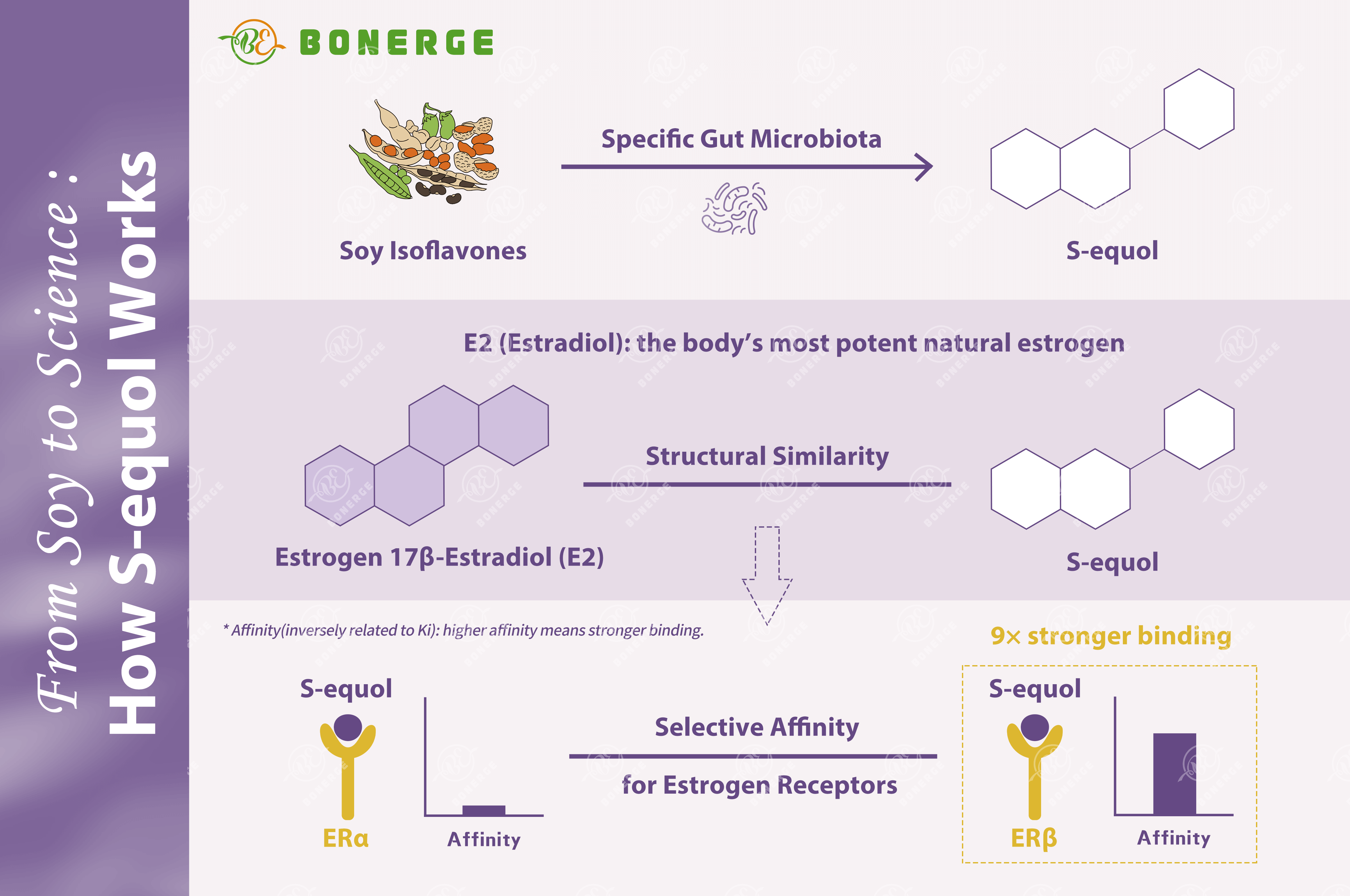 Figure 1: S-equol Science Mechanism - Soy Isoflavones Metabolism by Gut Microbiota, Affinity for Estrogen Receptors ERα vs ERβ - Bonerge