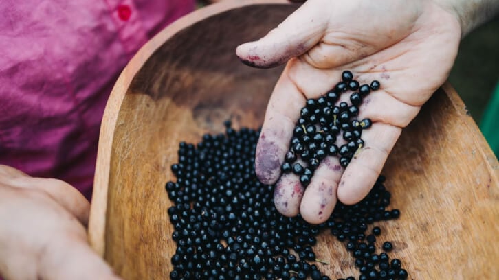 Maqui New Life & CK Nutraceuticals extend distribution agreement