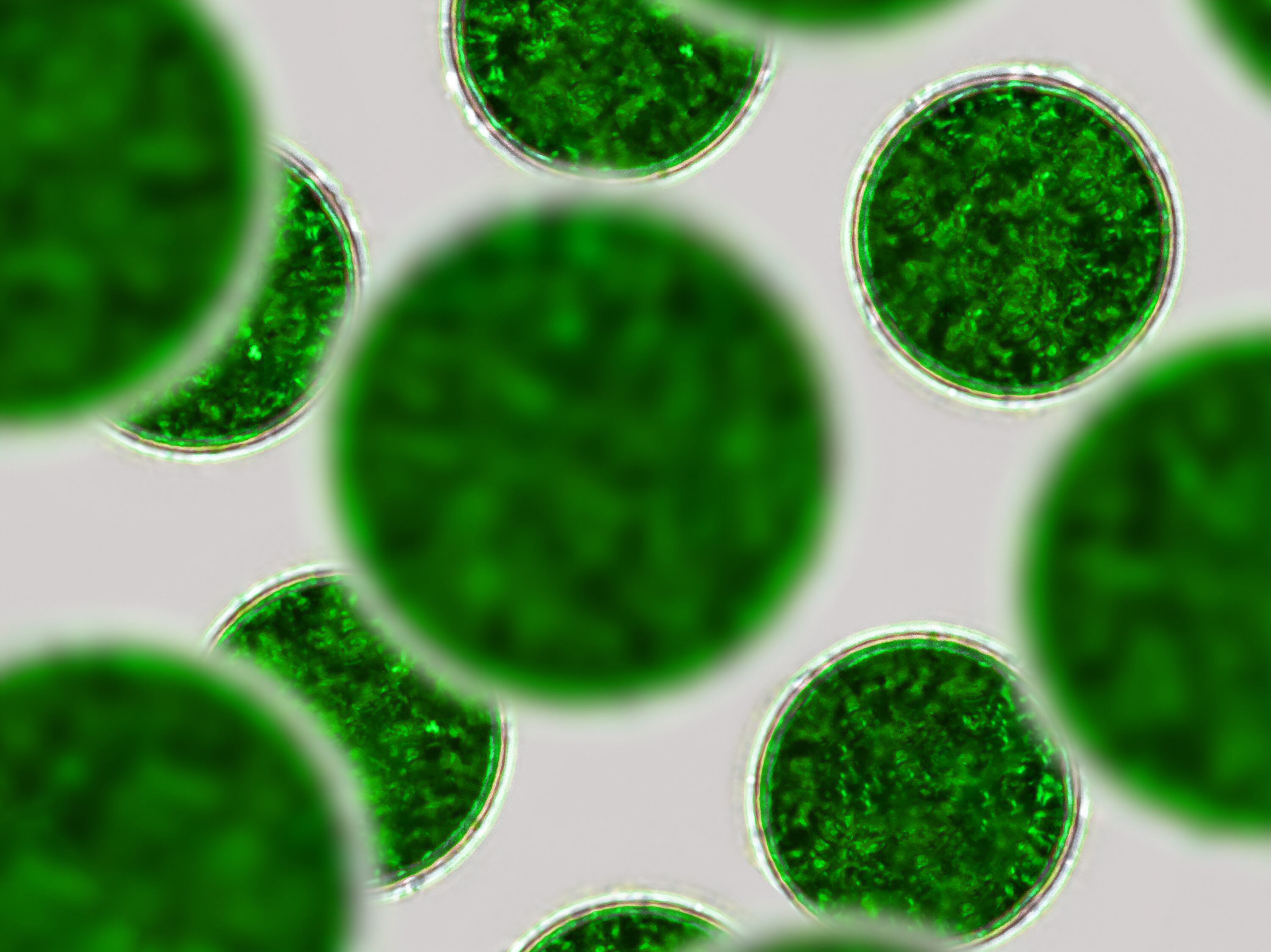 Microalgae are microscopic photosynthetic microorganisms which are a rich source of both DHA and EPA.