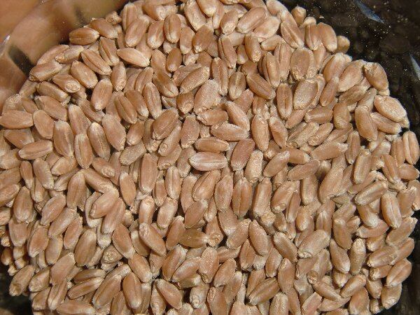 einkorn.jpg