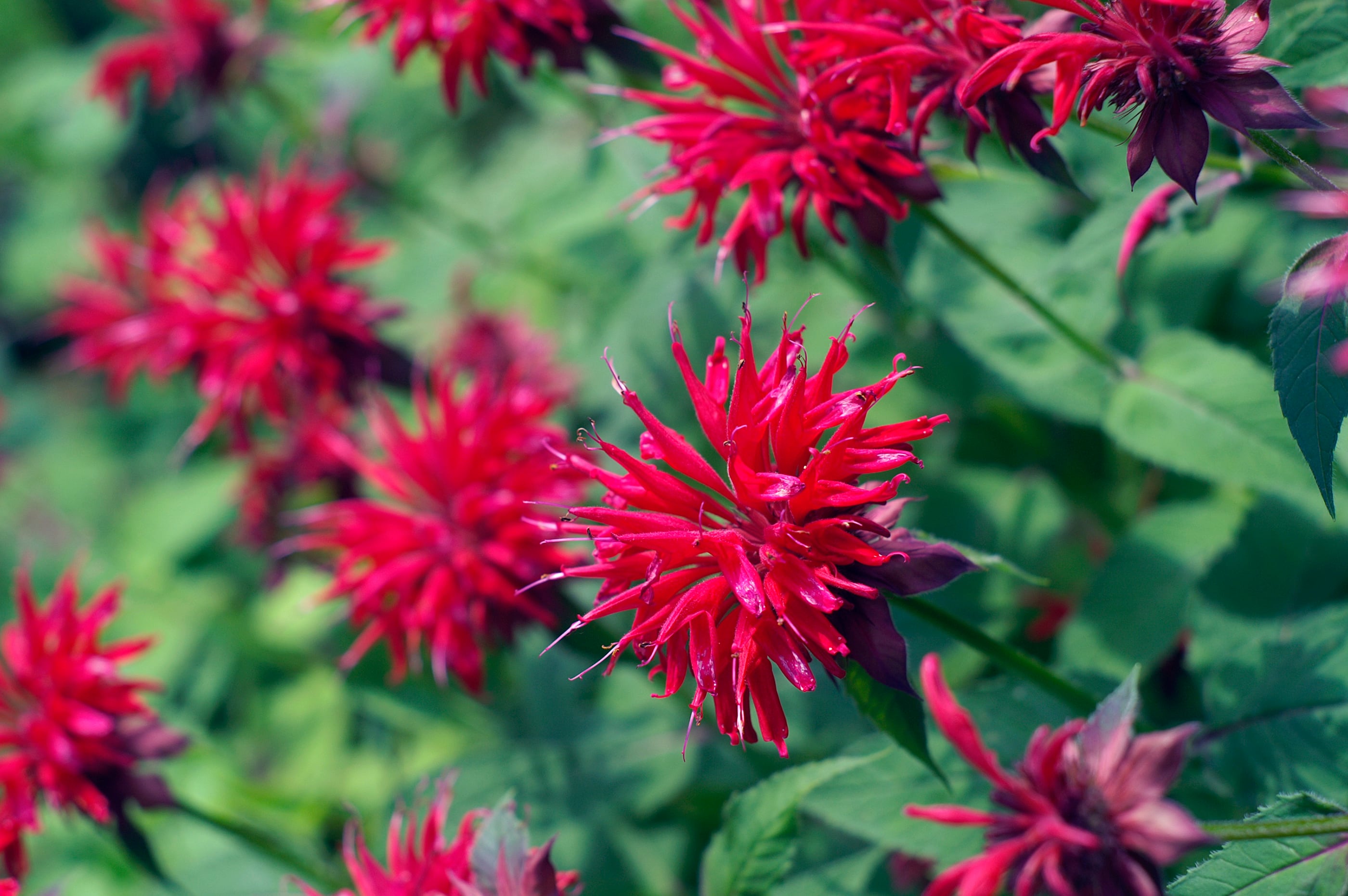 Red Bee Balm in full bloom in a garden.  Bee Balm is a perennial flower that blooms in late summer.   Bee Balm (Monardo or Bergamot) attracts both Hummingbirds and Butterflies.