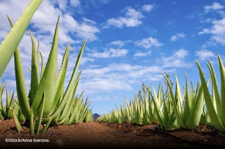 EC looks to implement “controversial" ban of botanical species used in supplements 