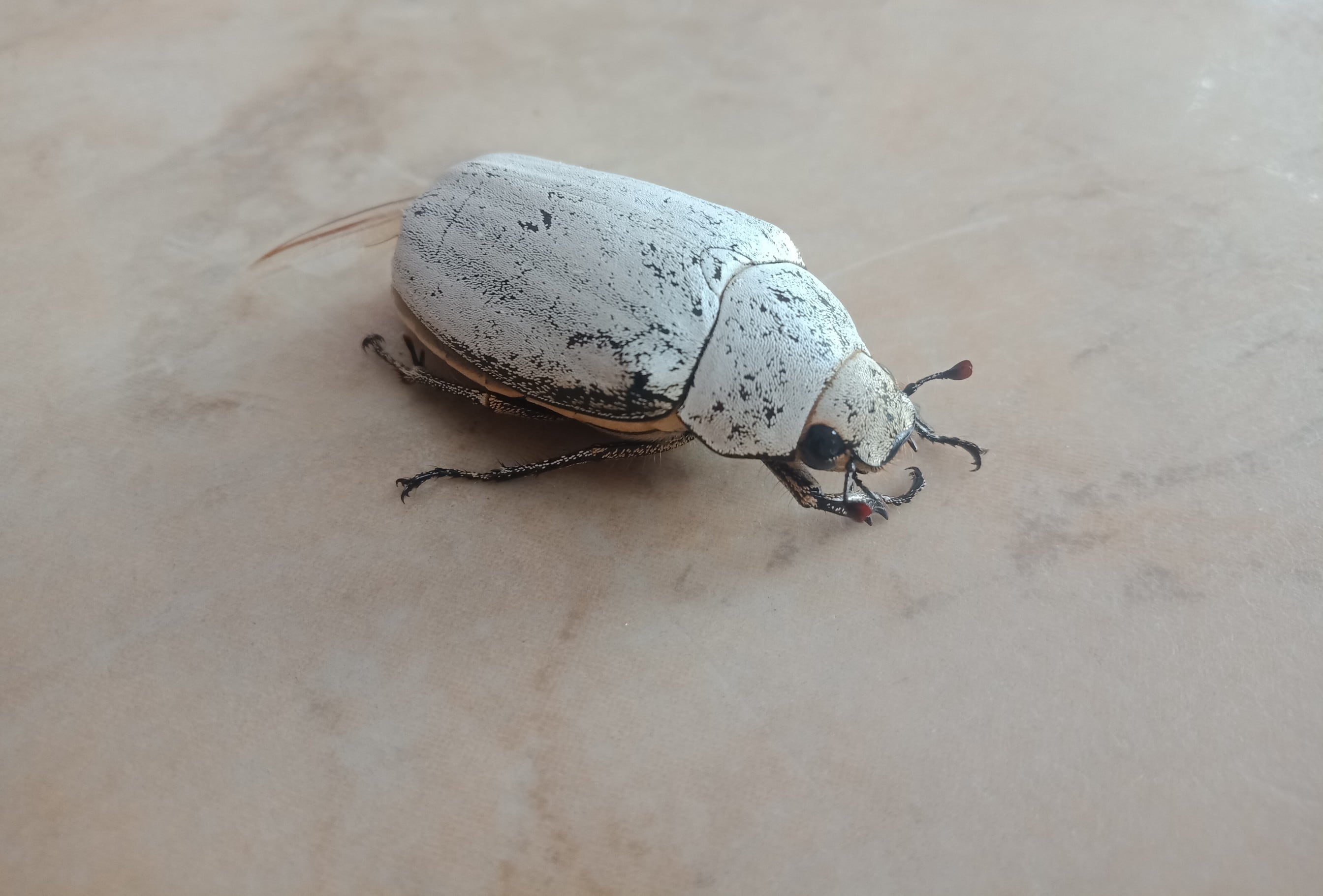 White-beetle-inspired-natural-pigment-offers-replacement-for-titanium-dioxide.jpg