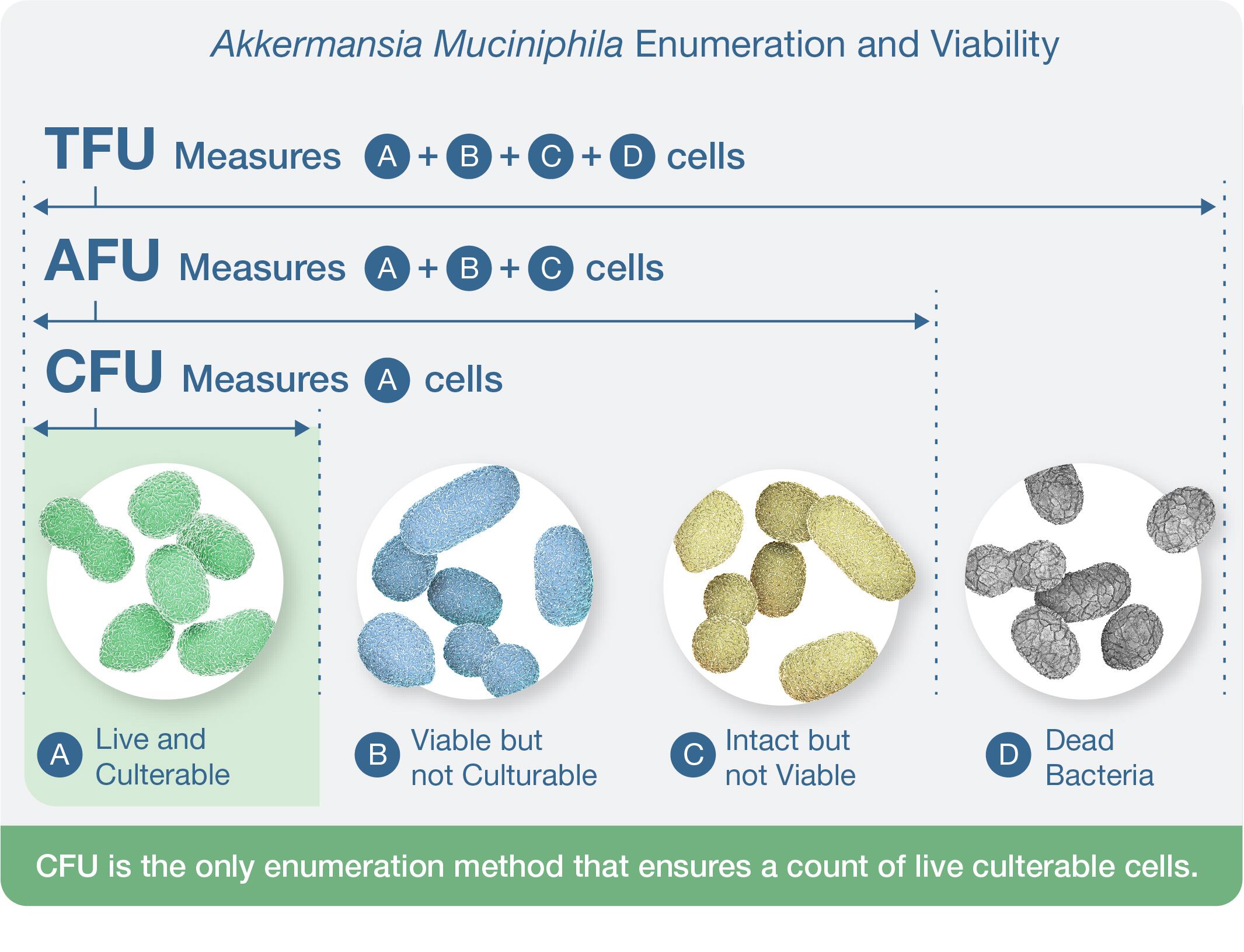 Akkermansia muciniphila enumeration and viability