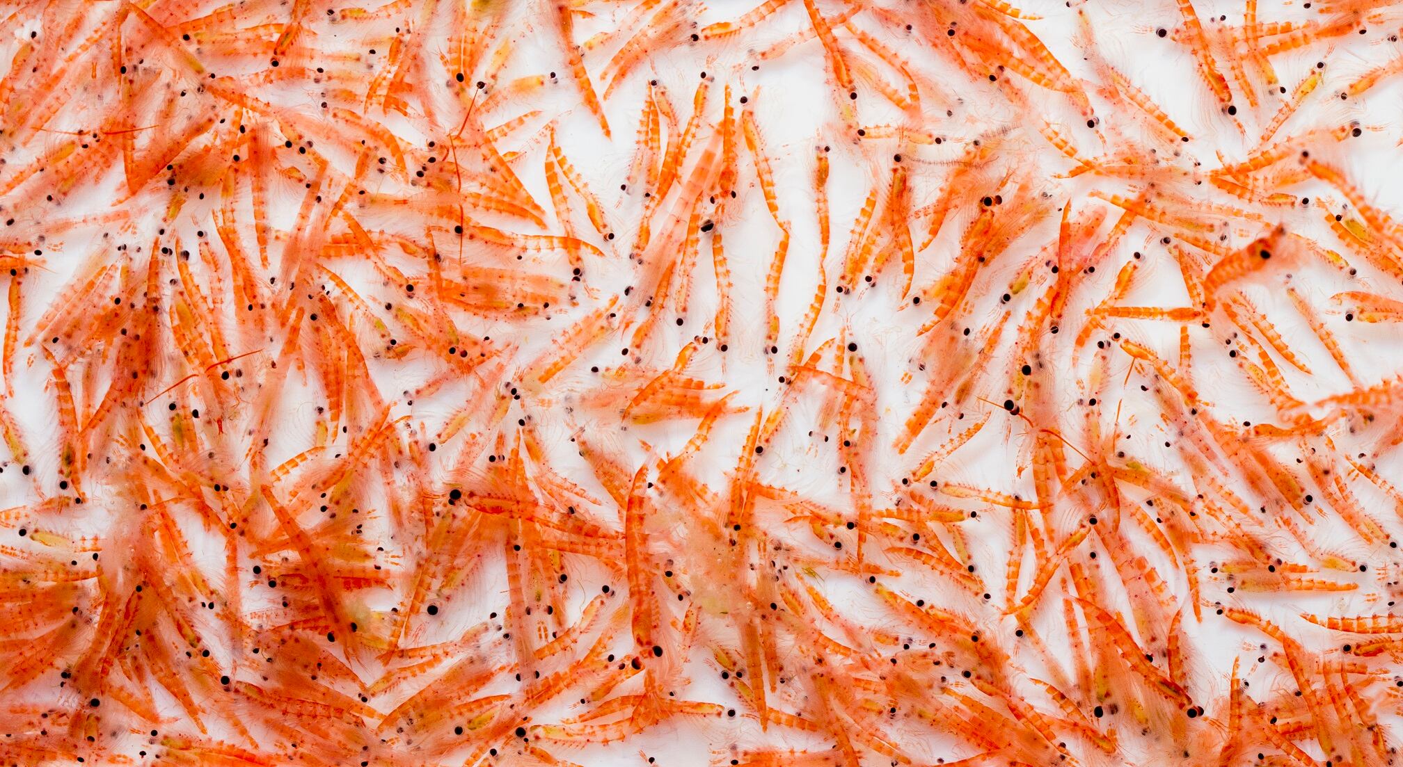 New-research-Healthy-ageing-potential-of-krill-oil.jpg