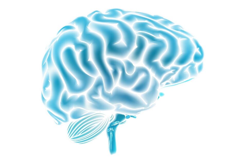 Brain-C-ChrisGorgio.jpg