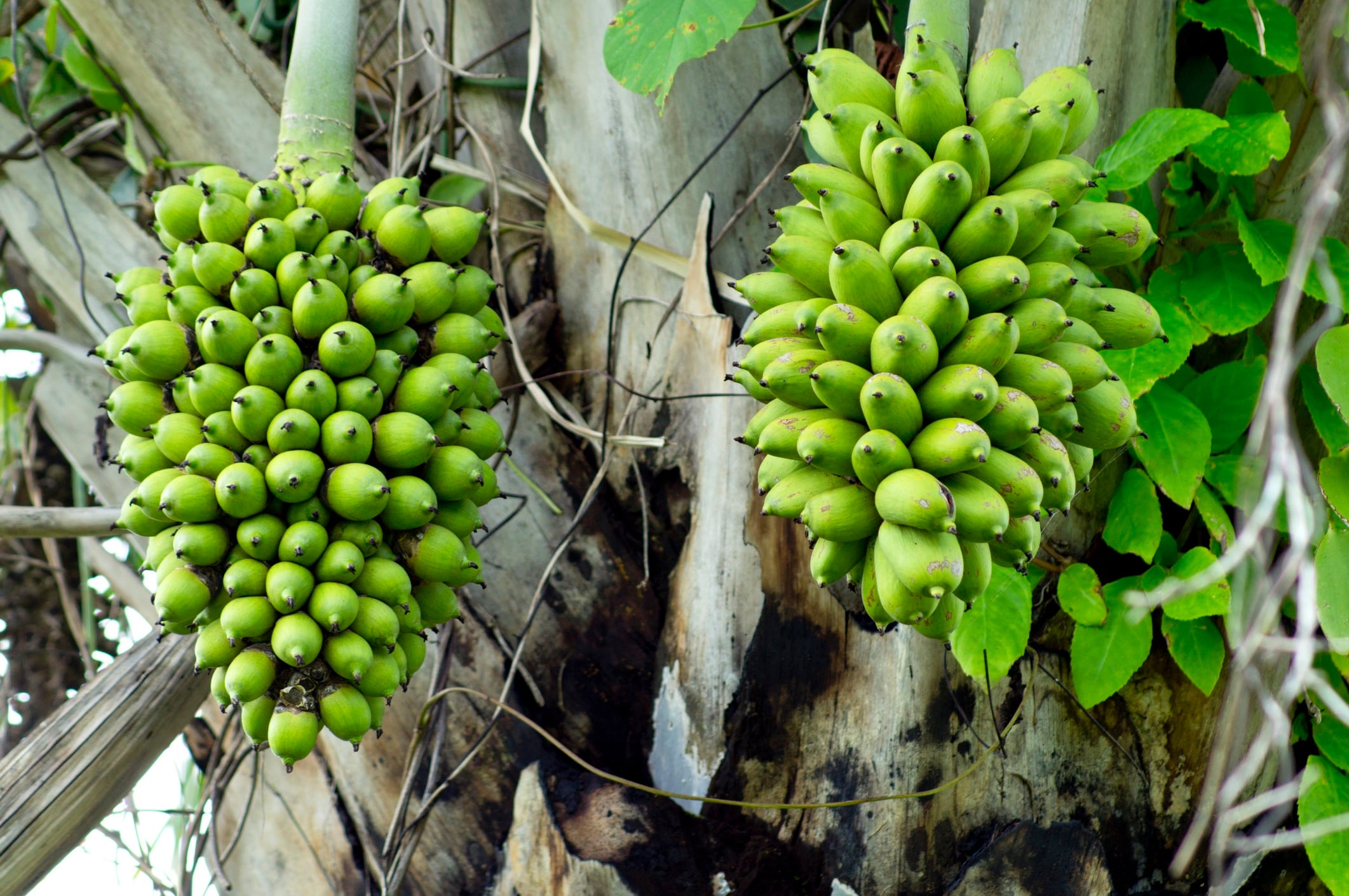Mouse-study-highlights-potential-health-benefits-of-Macauba-pulp-oil.jpg