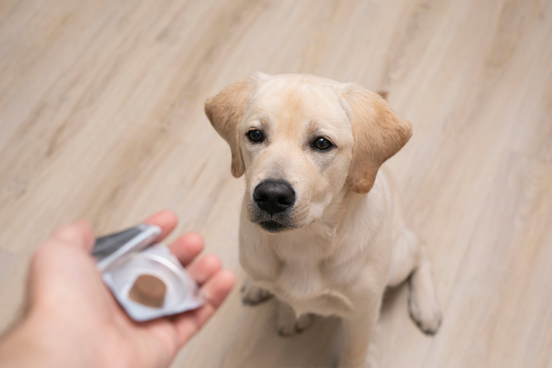 Pet-supplement-sales-surged-21-in-2020-Report.jpg