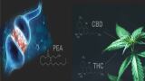 The “Magic” of CBD vs. The “Science” of PEA