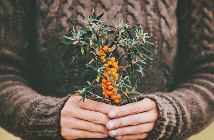 Pass the buck: Sea Buckthorn displays strong anti-ageing skin benefits – New China research