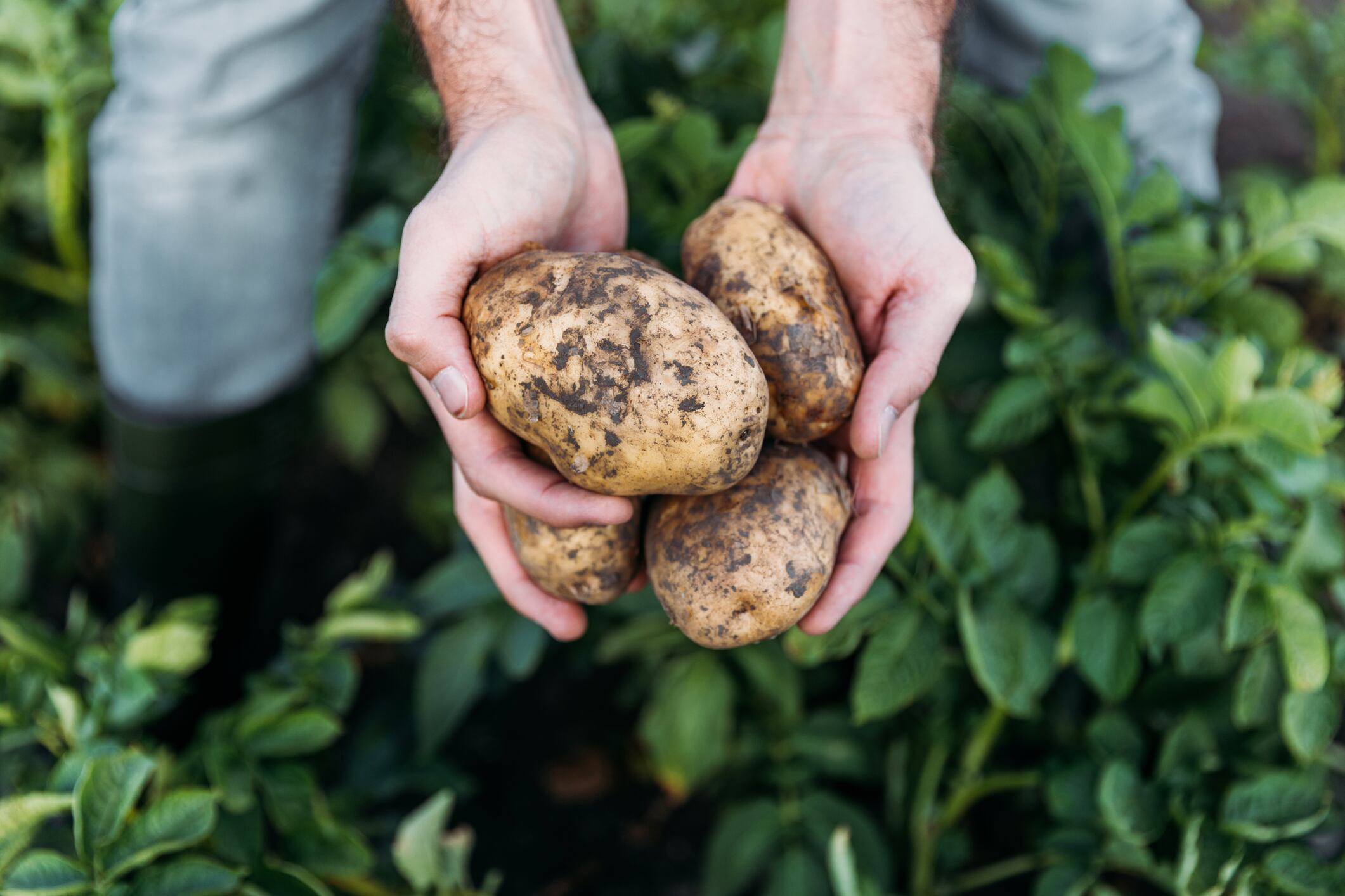 Study-advances-understanding-of-prebiotic-resistant-potato-starch-for-personalized-nutrition.jpg