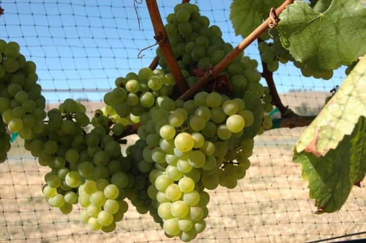 EFSA halts grape extract claim said to benefit blood pressure