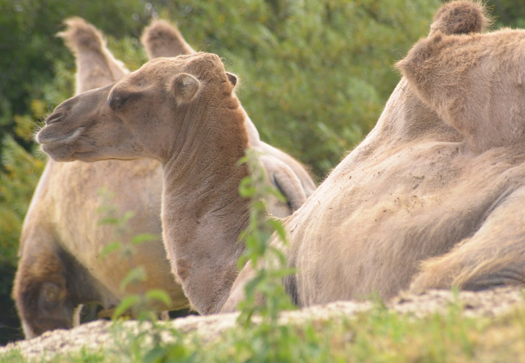 Camel’s milk can cure mice, but we still don’t know how much it helps humans