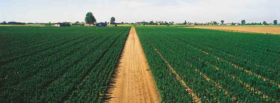 Botanical Transparency: How DNA technology can complement traditional identity tests