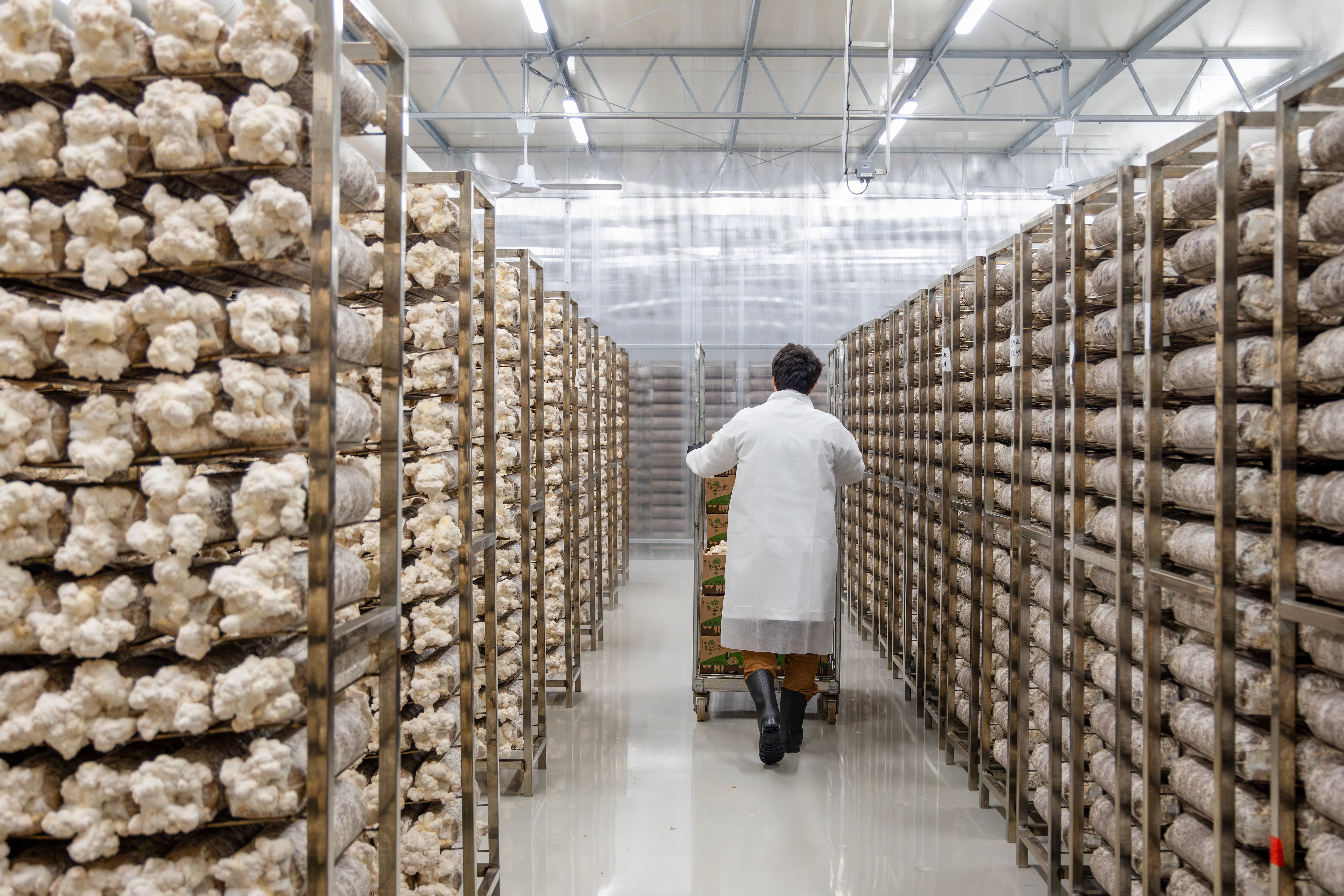 KÄÄPÄ Biotech mushroom facility