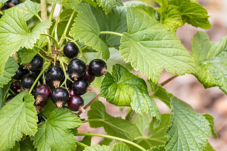 Exercise with BAE: Daily consumption of New Zealand blackcurrants promotes recovery