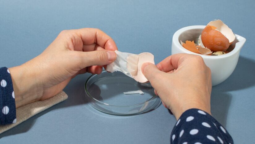 Arandovo-partners-with-Swisseutic-for-eggshell-membrane-ingredient-distribution.jpg