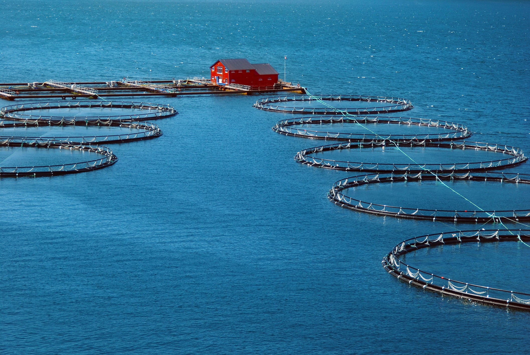 Cargill aims to enhance salmon nutrition and farm efficiency