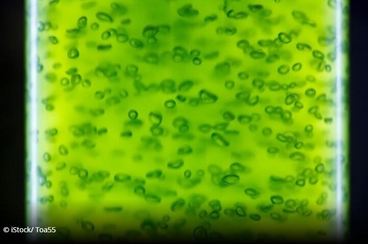 Allmicroalgae continues to expand microalgae production as demand rises 