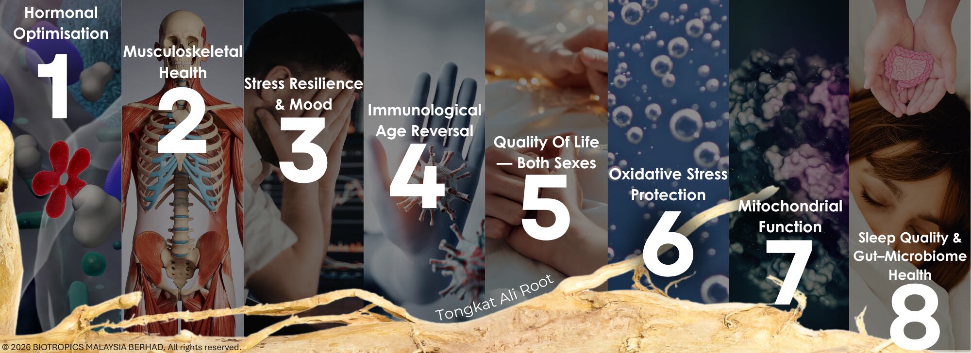 8 dimensions of healthy ageing