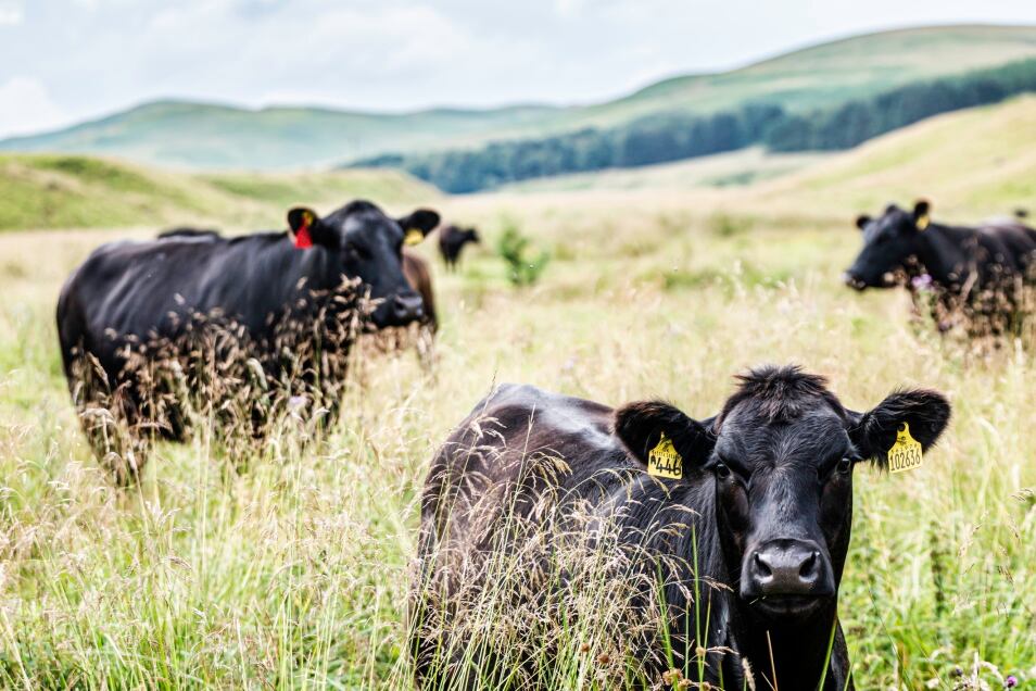 DSM launches service to cut footprint of meat and dairy as market shifts to environmental impact labelling
