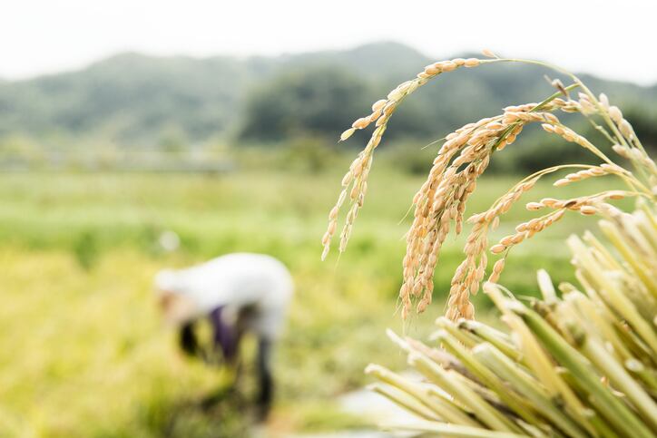 International-Rice-Research-Institute-to-breed-new-variety-with-anti-cancer-properties-in-Philippines.jpg