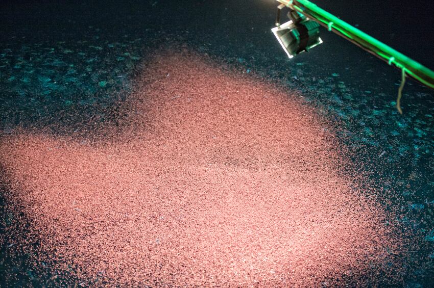 krill-omega-3-fish-sea-biomass-marine-iStock.com-Andrea-Izzotti.jpg