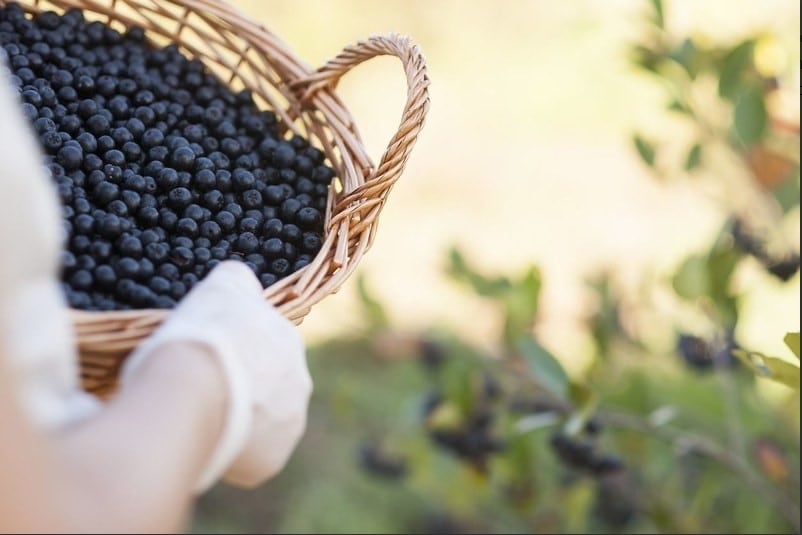 Symrise expands diana food portfolio with antioxidant-rich aronia ingredients