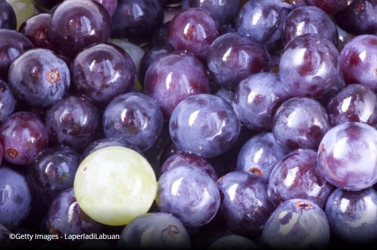 Polyphenol-rich diet harnesses gut to prevent inflammation in elderly, study suggests 