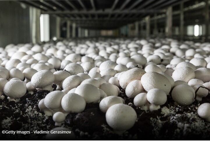Shiitake happens: Mushrooms to play key role in immunity nutrition and health, concludes report