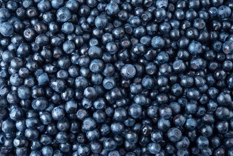 Compound-found-in-blueberries-linked-to-increased-physical-activity-in-mouse-study.jpg