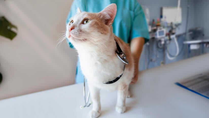 Supplements on the market for both people and pets may be dosed inappropriately.