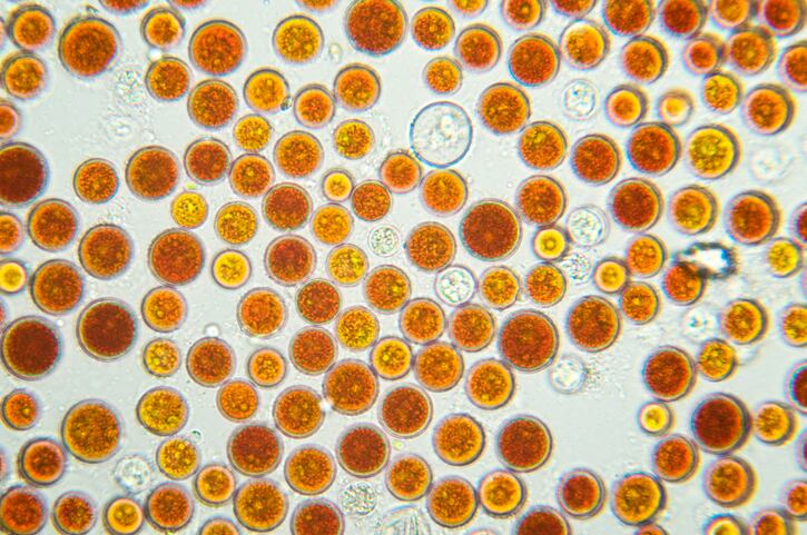 Supplier trying to avoid killing astaxanthin golden goose