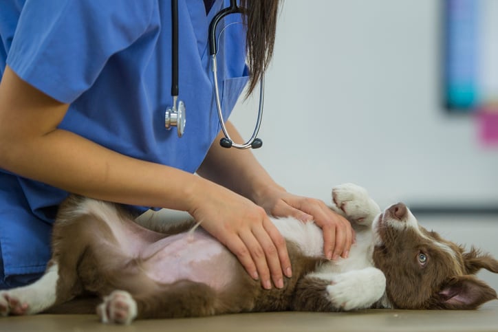 AnimalBiome fetches $8.6 million investment led by Cargill 