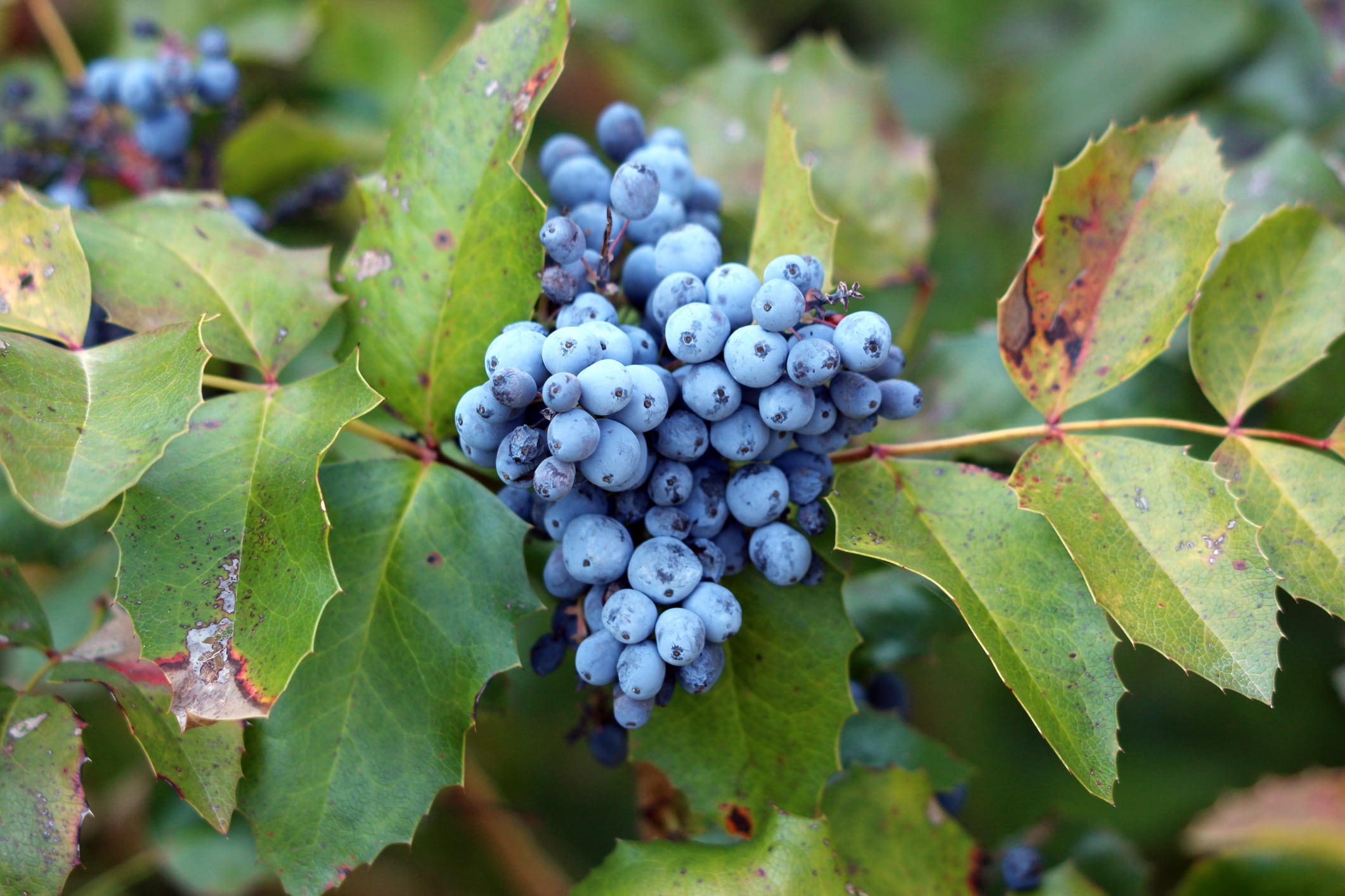 Oregon grape or Berberis aquifolium is an evergreen shrub. It is a highly renewable native North American plant, making it an accessible and sustainable source of berberine.