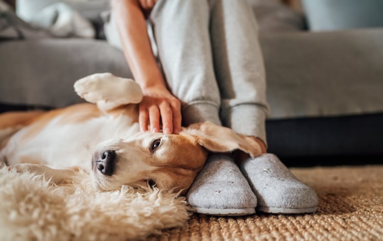 Pandemic-boosts-pet-ownership-supercharges-supplement-market.jpg