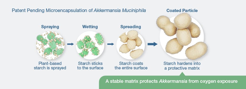 Patent pending microencapsulation of Akkermansia Muciniphila