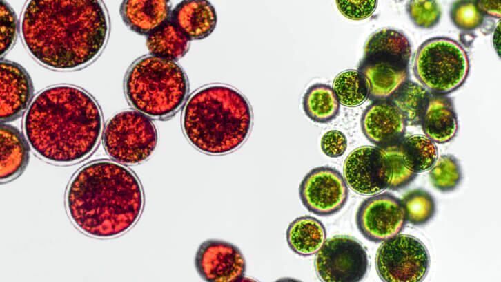 Astaxanthin-reduces-obesity-related-complications.jpg