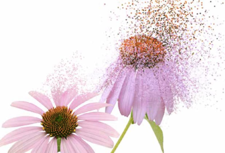 Echinacea-from-cell-culture-could-hit-sweet-spot-in-market.png