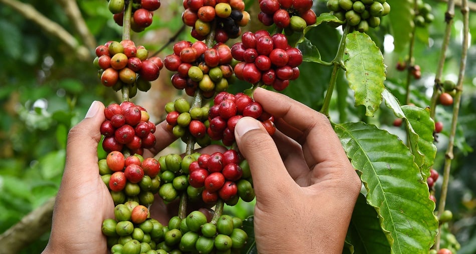 Colombian-coffee-cherry-startup-Sanam-to-exhibit-at-Expo-West-2020.jpg